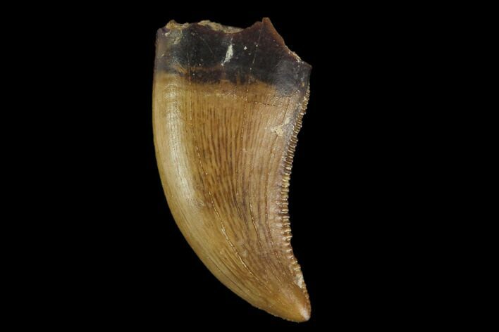 Serrated, Raptor Tooth - Judith River Formation #129802